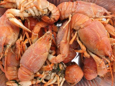 Many red crawfish close-up, blank or texture Stock Photos