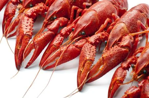 Many red crayfish 스톡 사진