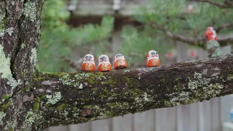 Many red Daruma dolls are arranged on a moss-covered tree branch at Katsuoji Stock Footage 344282144