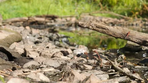 Many Red Dragonflies Mating Next to Pond, Low Angle Slow Motion Stock Footage 219331248
