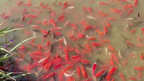 Many red fish Stock Footage 288110703