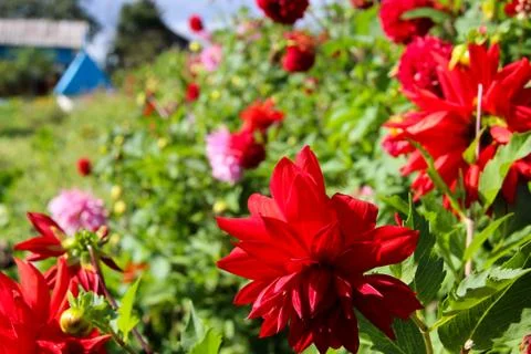 Many red flowers Stock Photos