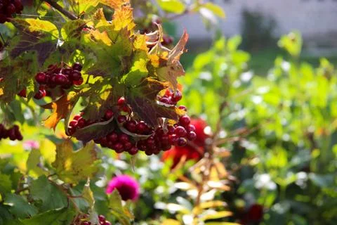 Many red flowers Stock Photos