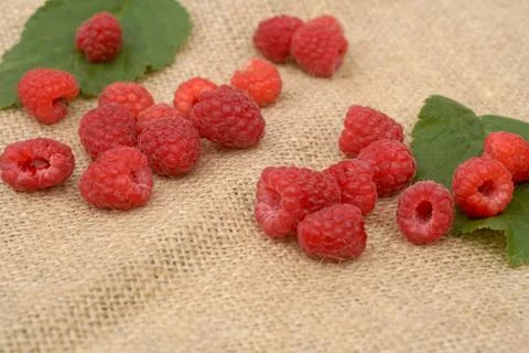 Many red ripe raspberry fruit, on linen table cloth Stock Photos