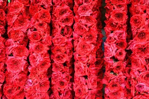 Many red rose for background. Stock Photos