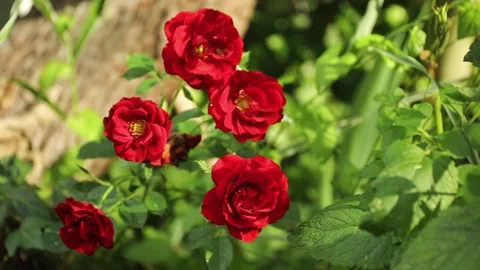 Many red roses with insect or bee in the garden with green bokeh background. Pan Stock Footage 302428167