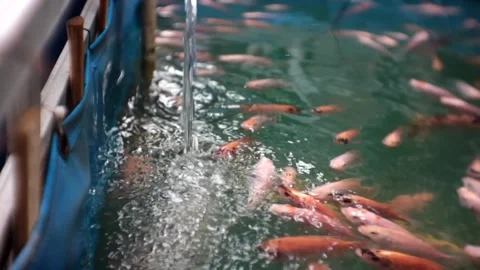 Many red tilapia. Video stock 256191635