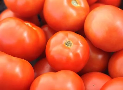 Many red tomatoes Stock-Fotos
