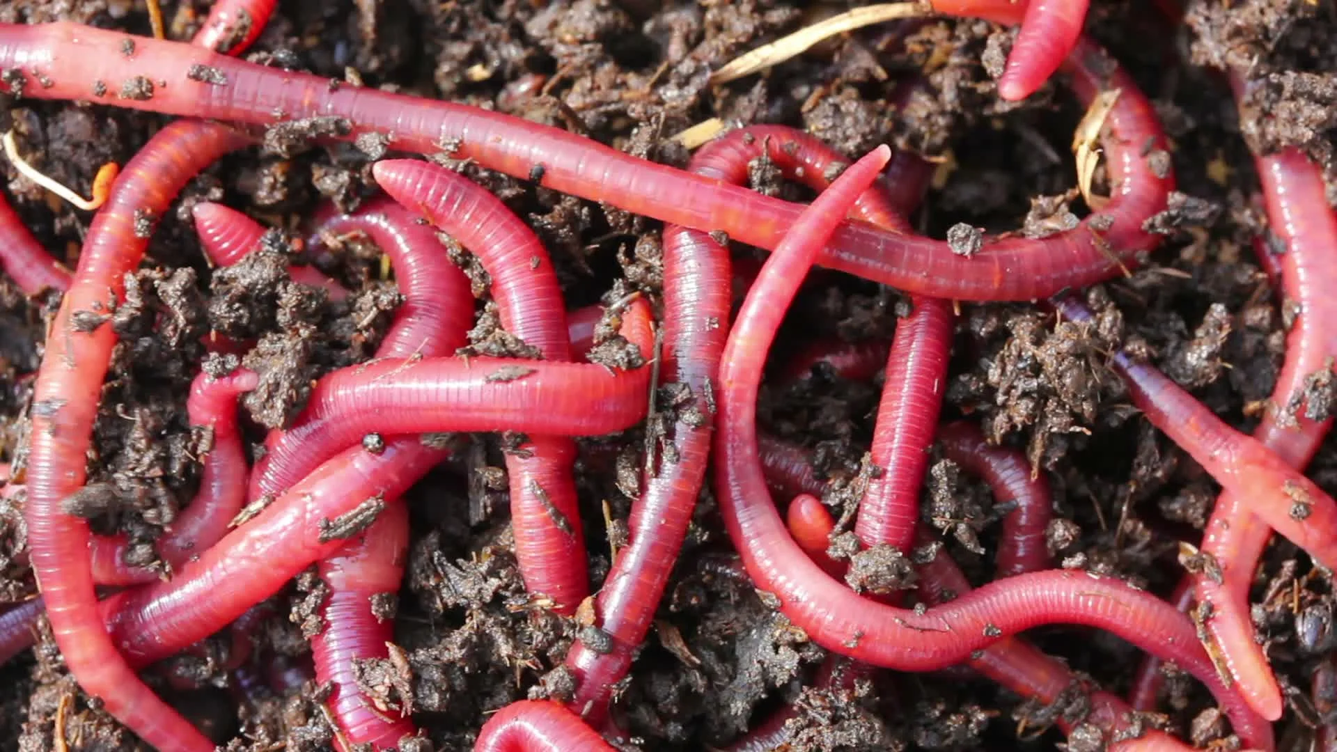 many red worms in dirt - bait for fishin, Stock Video