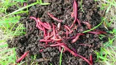 Red Worms Compost Bait Fishing Stock Photo 40934725