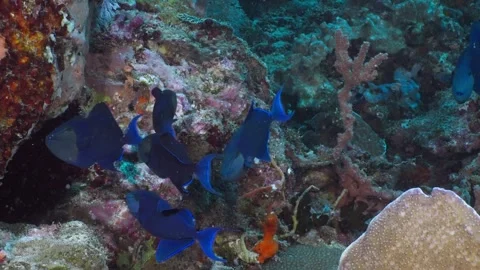 Many Redtoothed Triggerfish visiting a cleaning station, 60fps 3 of 3 Stock Footage 340066655