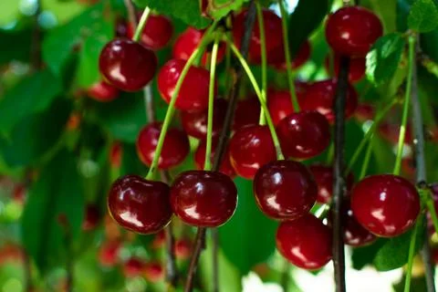 Many ripe cherries hanging on cherry tree branch, close up. Fruit tree growin Stock-Fotos