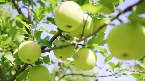 Many ripe green apples on a tree branch in the wind on a sunny day. Stock Footage 237325450