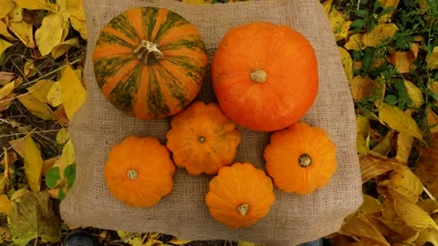 Many ripe orange pumpkins of different sizes lie on burlap on the ground in Stock Footage 219009374