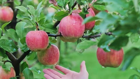 Many ripe red apples on a tree branch in the wind on a sunny day. Stock Footage 237325436