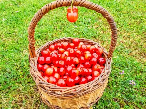 Many ripe red cherries. Background of a basket with cherries on the grass Stock Photos