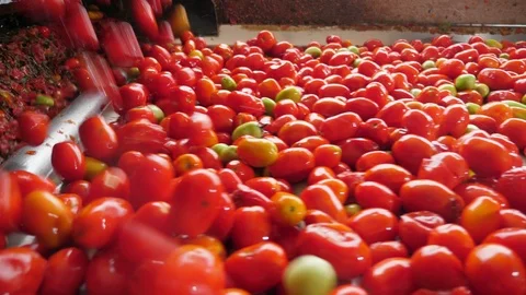 Many ripe tomatoes falling on a conveyor stripe in a tomato processing plant Stock Footage 119542673