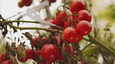 Many ripe tomatoes Stock Footage 250283703
