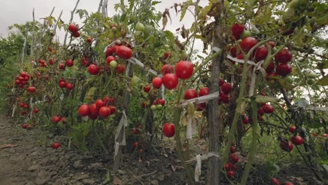 Many ripe tomatoes Video stock 251550554