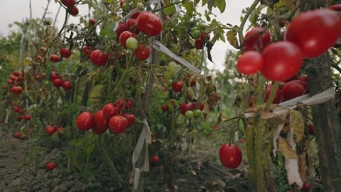 Many ripe tomatoes Stock Footage 251792944
