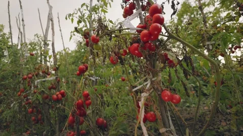 Many ripe tomatoes Stock Footage 252607082