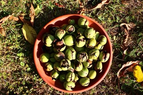 Many ripe walnuts with shells Stock Photos