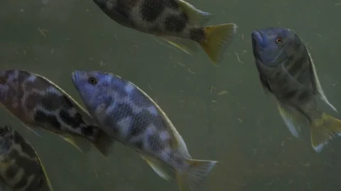 Many river fish in aquarium Видео 106019575