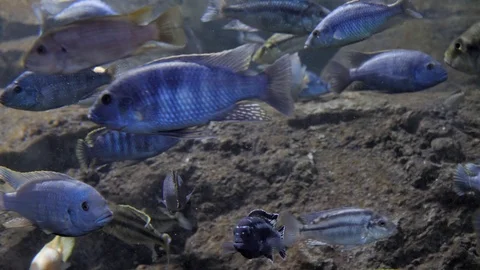 Many river fish in aquarium Видео 106020368