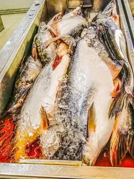 Many river fish of the Silver catfish type in the container 库存照片