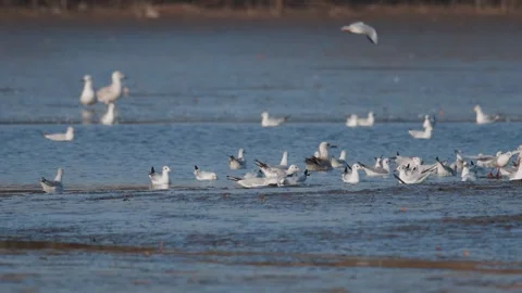 Many river gulls hunt fish in lakes, rivers, and canals. Video stock 253982487