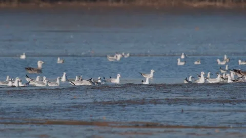 Many river gulls hunt fish in lakes, rivers, and canals. Seagulls fly Video stock 254546367