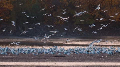 Many river gulls hunt fish in lakes, rivers, and canals. Seagulls fly over 库存影片 266987764