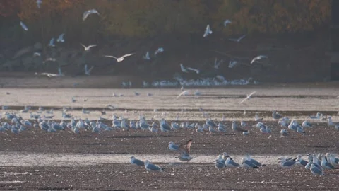 Many river gulls hunt fish in lakes, rivers, and canals. Seagulls fly over Video stock 267152161