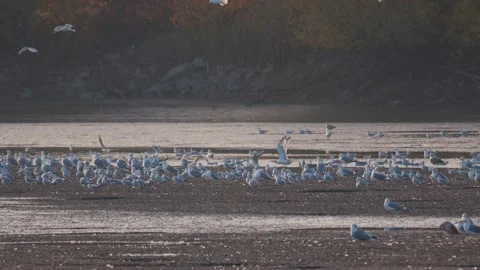 Many river gulls hunt fish in lakes, rivers, and canals. Seagulls fly over Stock Footage 270487205