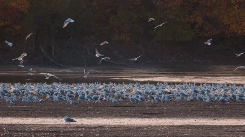 Many river gulls hunt fish in lakes, rivers, and canals. Seagulls fly over Stockbeeldmateriaal 274632852