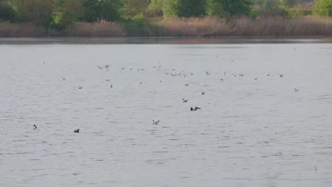 Many river gulls hunt fish in lakes, rivers, and canals. Seagulls fly over Видео 280501862