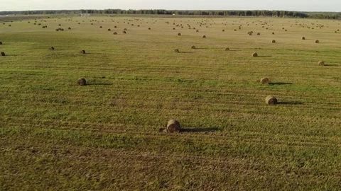 Many rolls of pressed grass are located in an agricultural field in Sunny summer Stock Footage 119530129