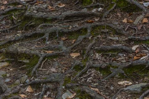 Many roots on the forest floor Stock Photos