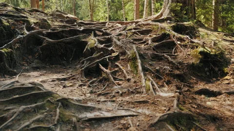 Many roots on the ground from an old pine tree in the forest Stock Footage 140259150