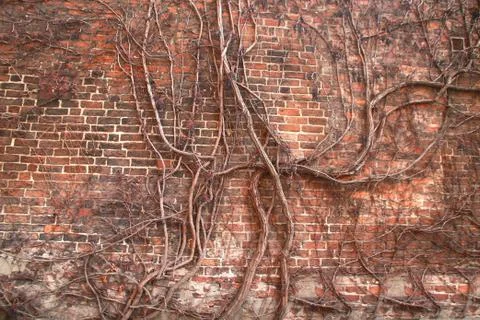 Many roots on old brick wall background Stock Photos