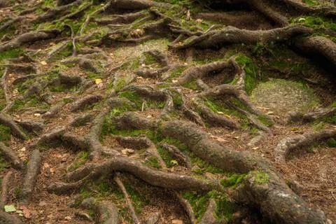 Many roots of a tree in the forest Foto stock