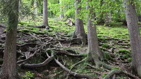 Many roots from trees in the forest Stock Footage 287932522