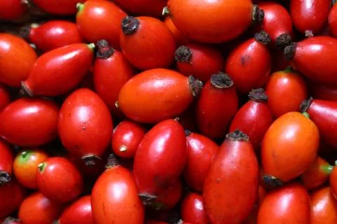 Many rose hips Stock Photos