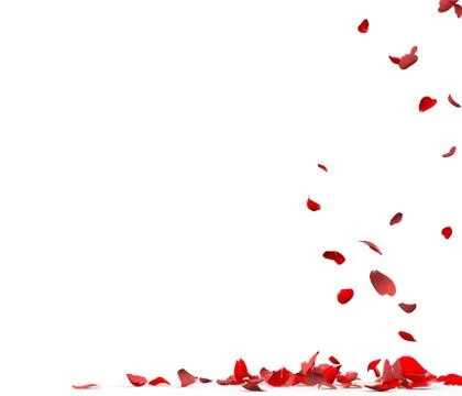 Many rose petals fall on the floor Stock Illustration