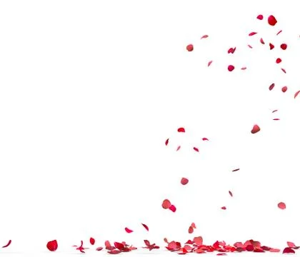 Many rose petals fall on the floor Stock Illustration