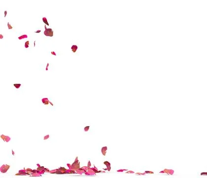 Many rose petals fall on the floor Stock Illustration