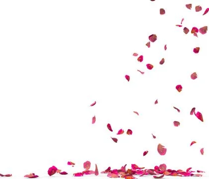 Many rose petals fall on the floor Stock Illustration