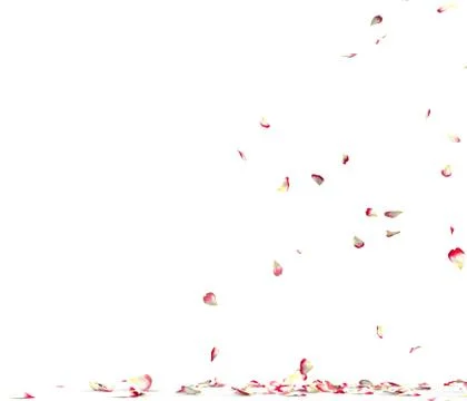Many rose petals fall on the floor Stock Illustration