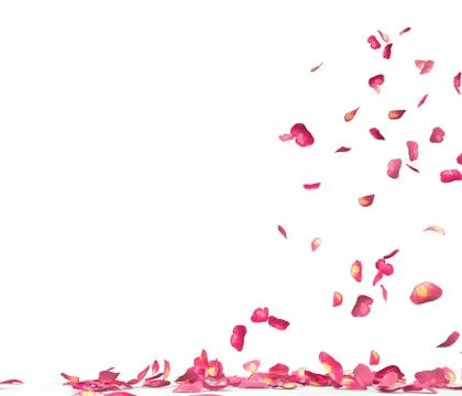 Many rose petals fall on the floor Stock Illustration