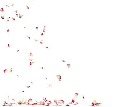 Many rose petals fall on the floor Stock Illustration